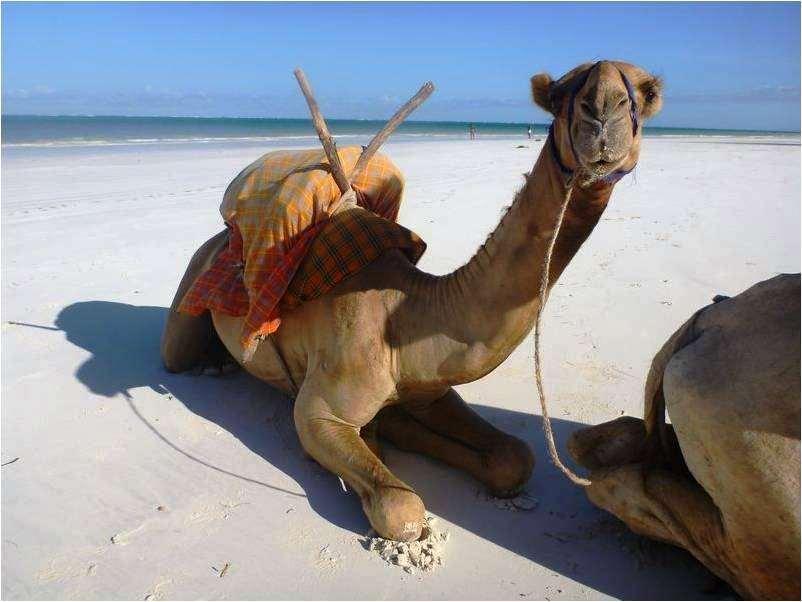 Lantana Galu Beach Diani Beach Natur billede