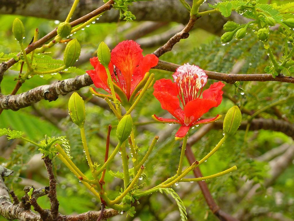 Lantana Galu Beach Diani Beach Eksteriør billede